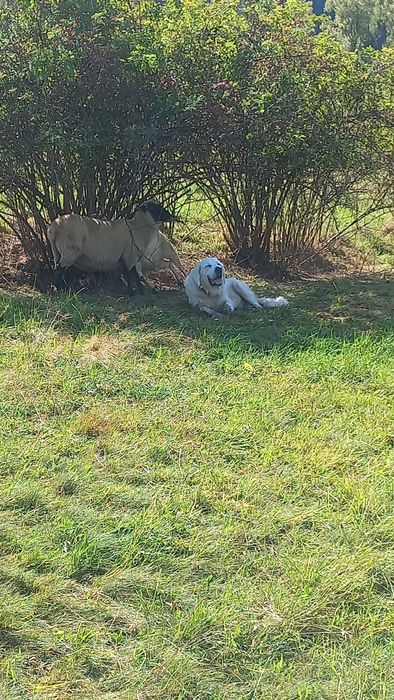 Owczarek podhalański