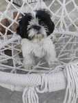 Sprzedam suczkę shih tzu