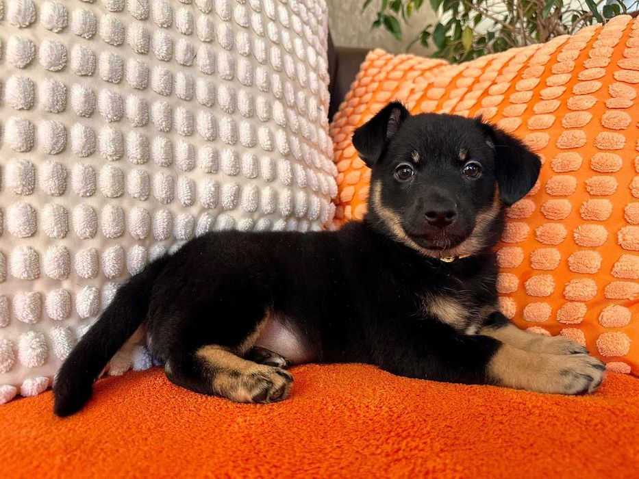 Malutka psia dziewczynka do adopcji - Pasta!