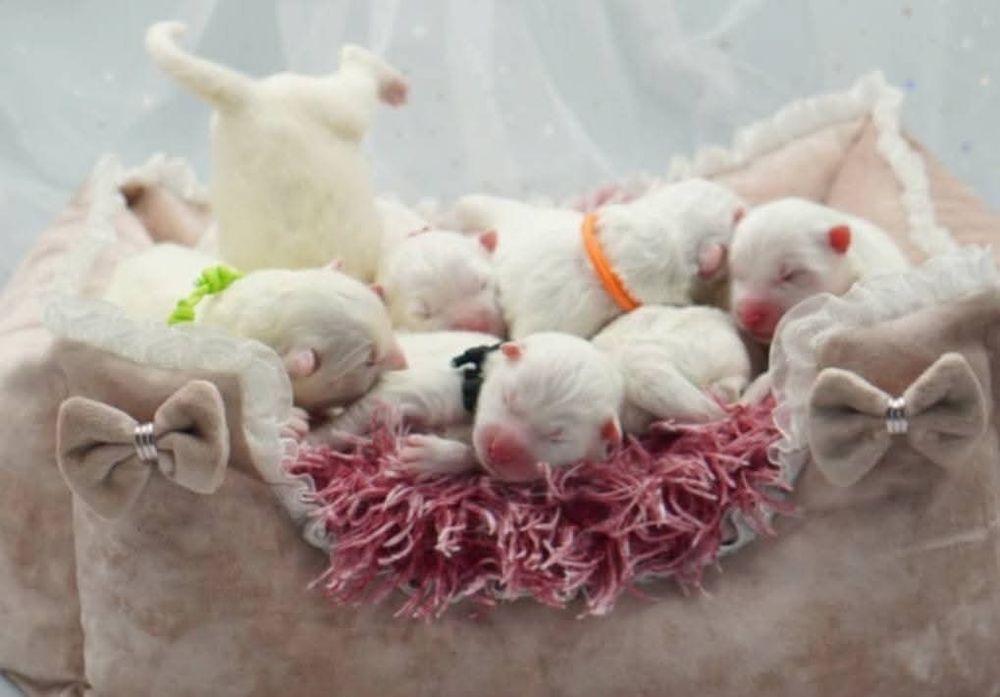 Samoyed szczeniak odbiór listopad/grudzień