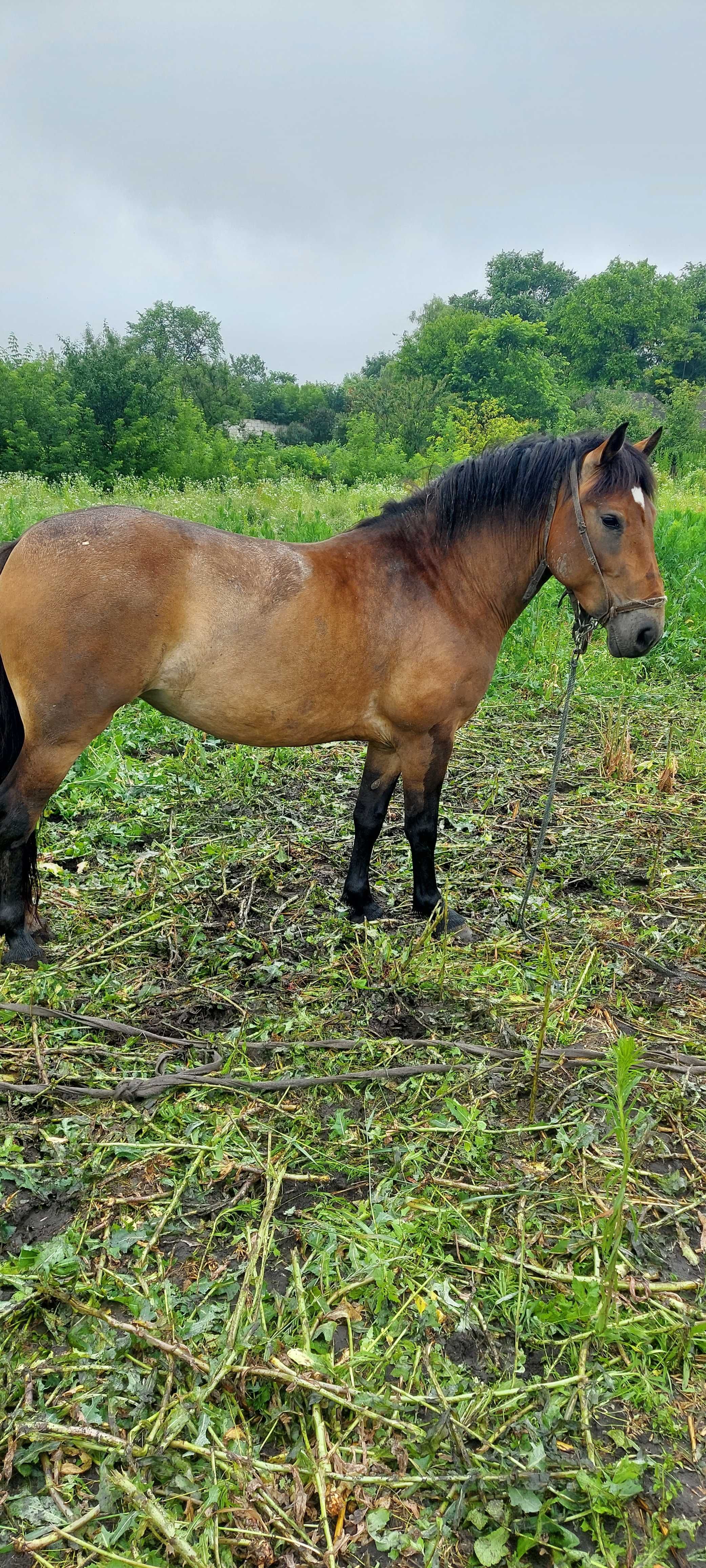 Продам робочу кобилу