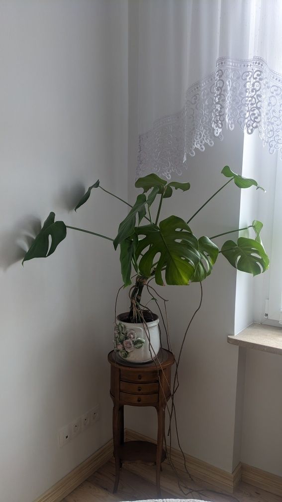 Kwiat Monstera duża rozłożysta