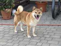 shiba inu, piękny samiec