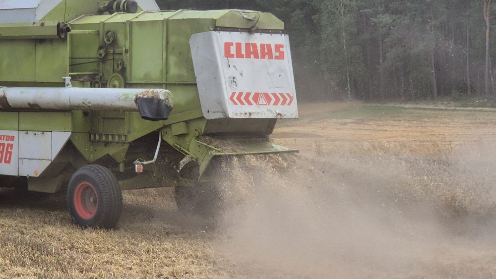 Sprzedam tegoroczny owies