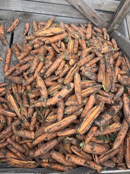 Морква не кондиція