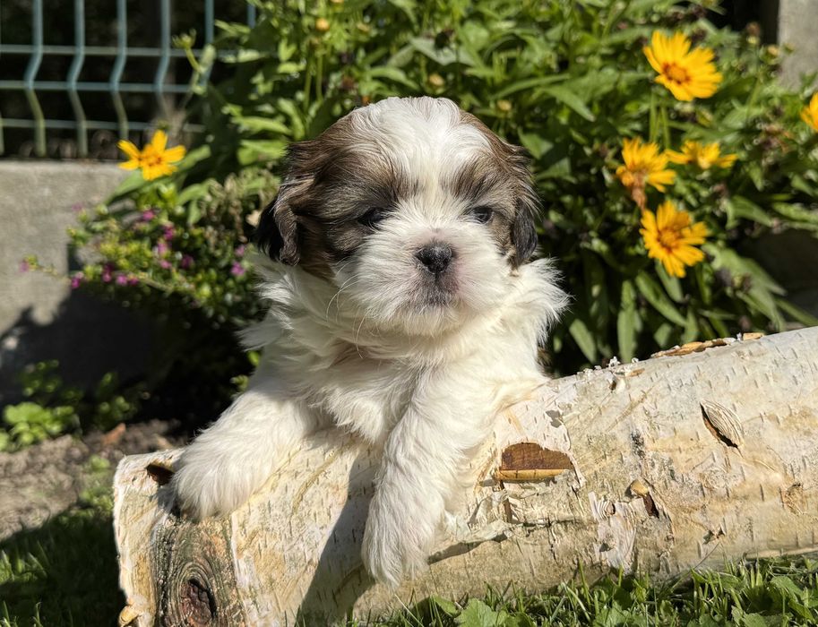 Szczeniak Shih Tzu, rodowód, z hodowli, piesek
