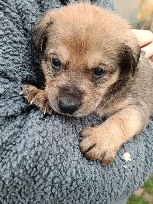 Віддам в гарну родину