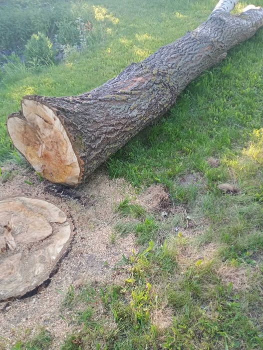 Sprzedam drzewo topole i inne