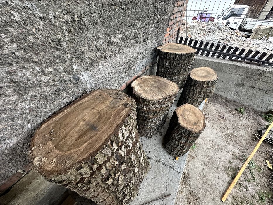 Plaster orzecha, plastry orzecha, 40 sztuk, 80cm średnicy