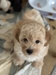 Vip maltipoo мальтіпу ф1, мальтипу