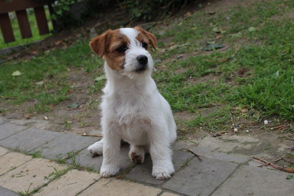 Szczeniak- suczka Jack Russell Terrier FCI ZKwP