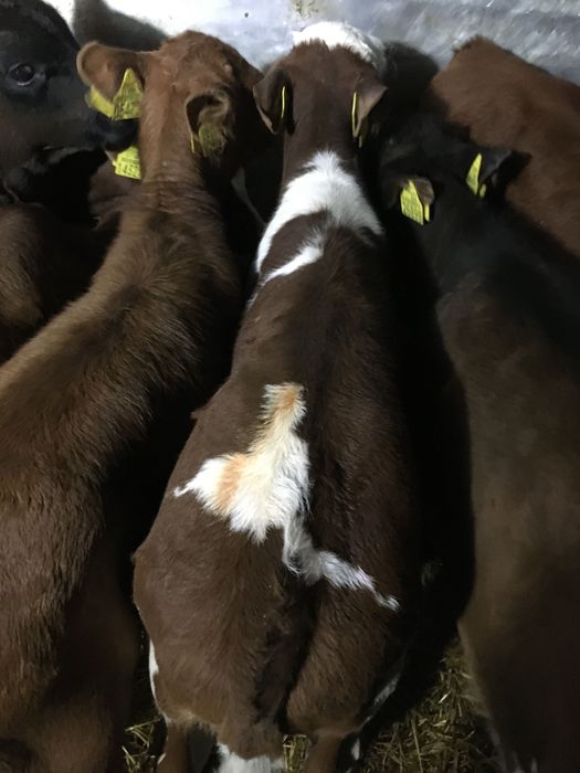 Cielaki mięsne byczki jałóweczki