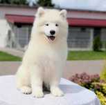 samoyed, wolny samiec, już do odbioru!, Sesto Senso FCI