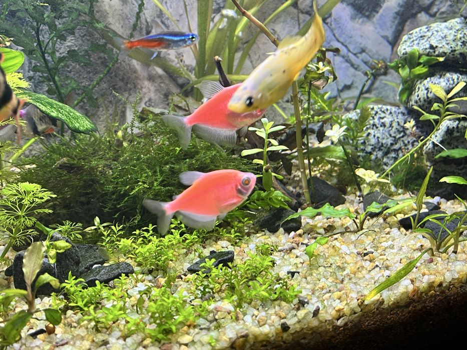 Продам Тернецію