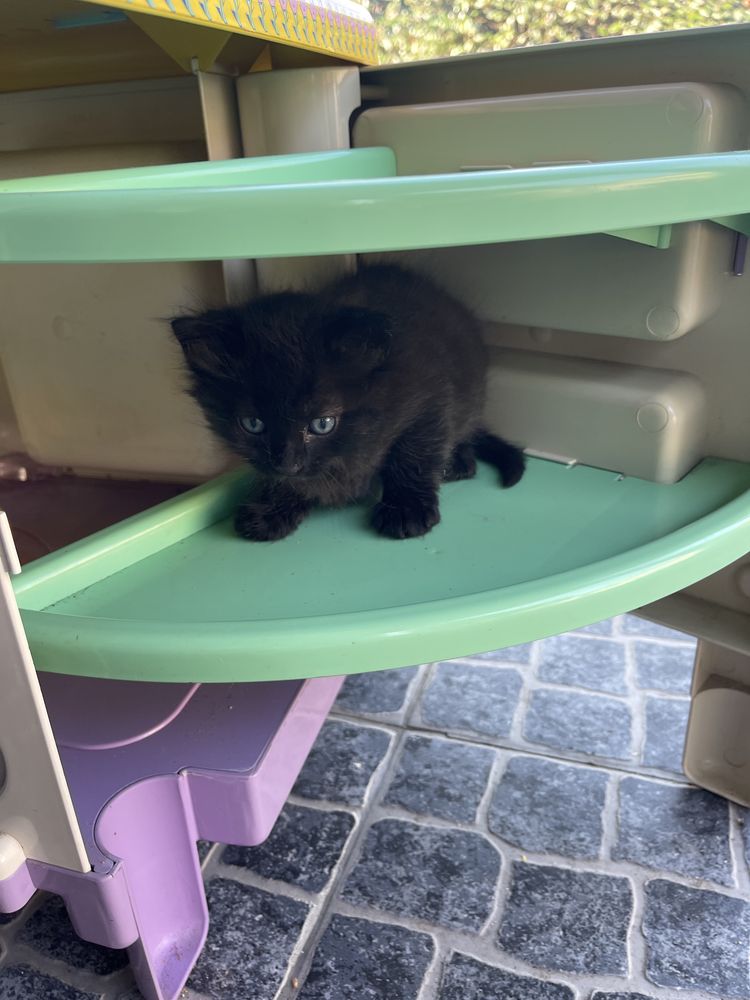 Gatinhos para adopcao