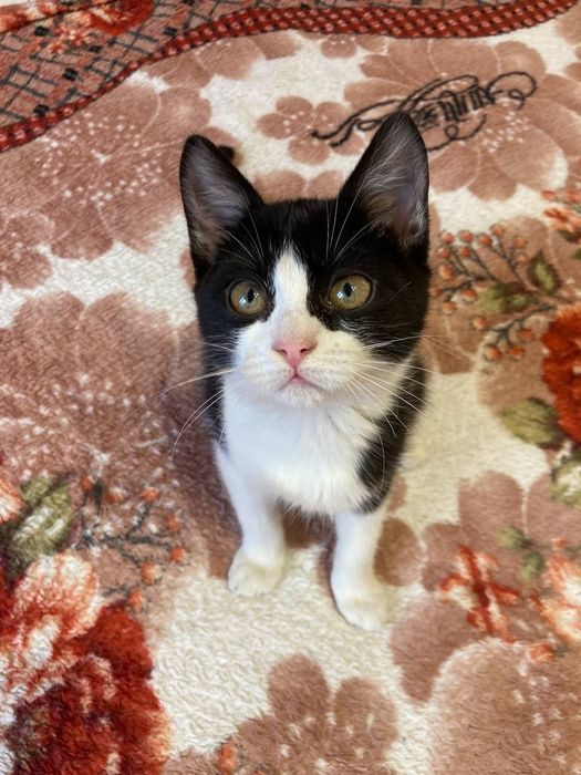 Кошеня шукає домівку