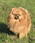 Pomeranian szpic miniaturowy zkwp FCI