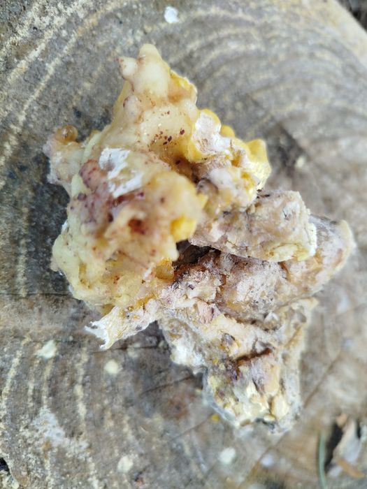 Живица,используется для приготовления мазей.