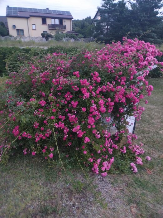 Piękna Sadzonka róży