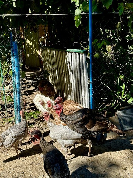 Самці індик , индюк