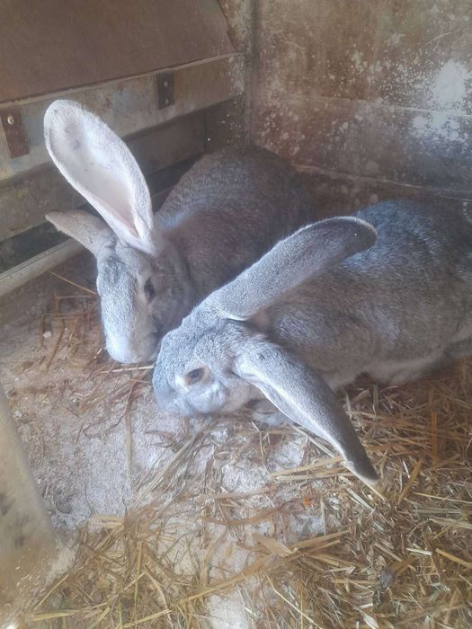 Sprzedam 2 samice królika rasy mieszanej
