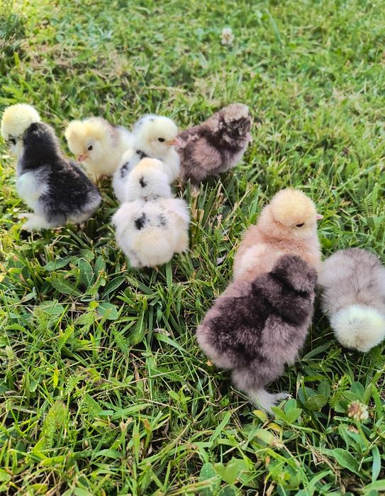 Jajka lęgowe lęgi jaja silki silka USA kurczęta