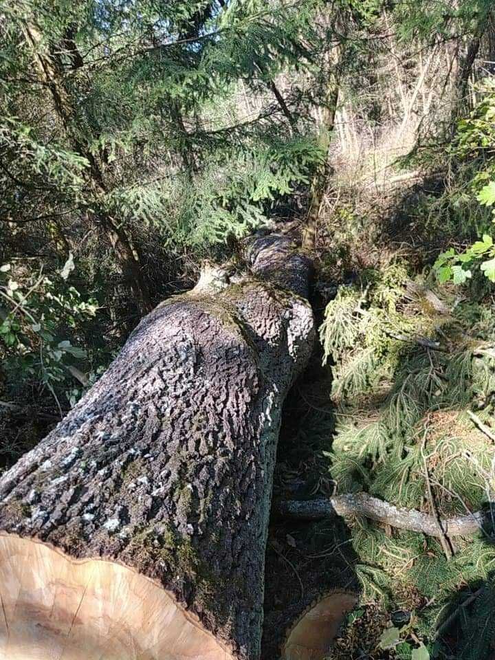 Wycinki drzew wycinki przy liniach kolejowych. , burzenie budynkow