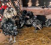 Perliki perlik kaczki call duck czubatki silki jajka lęgowe