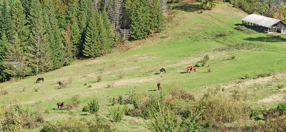 Гриб-веселка. Сухі плоди,оптом і в роздріб