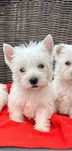 West Highland white Terrier