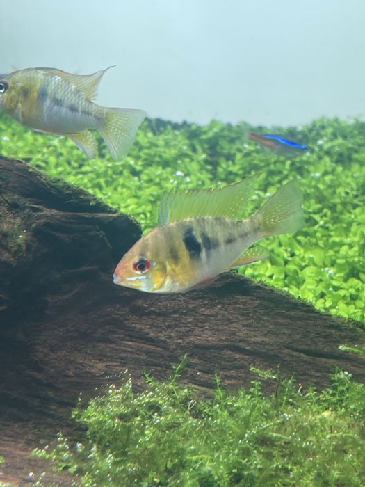 Ramirezi german blue