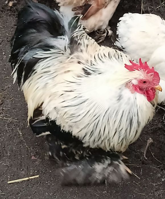 Karzełek kochin kochin miniaturowy kogut