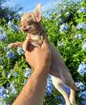 Chihuahua machinho mini