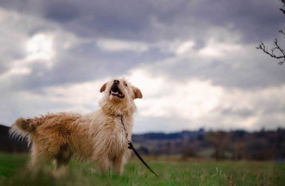 Groszek do pilnej adopcji