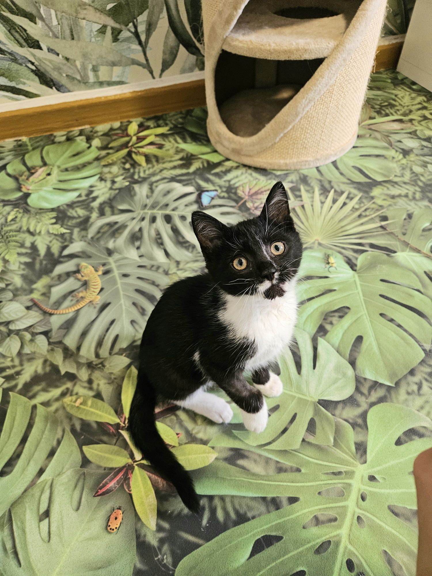 Cudowny kotek do adopcji,  kot, kociak