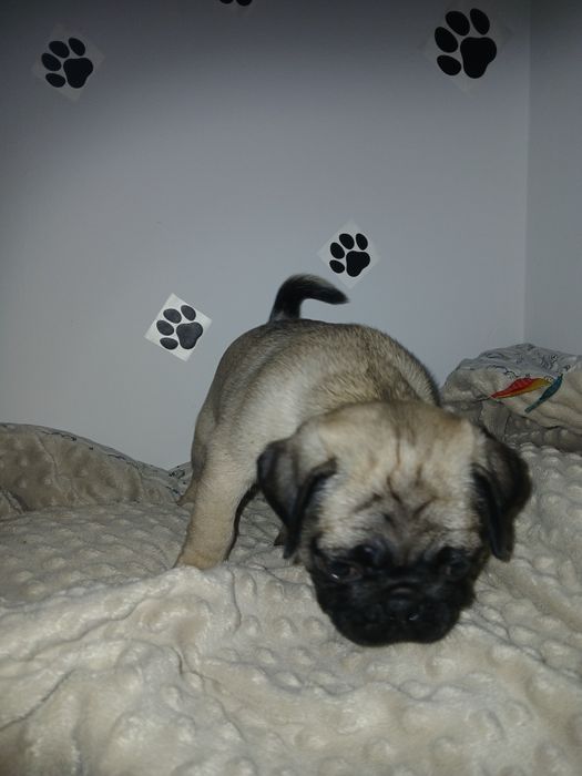 Mops mopsiczki  mopsy