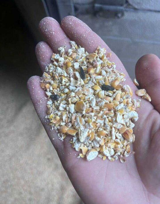 Кукурудза ціла та дробленна,пшениця