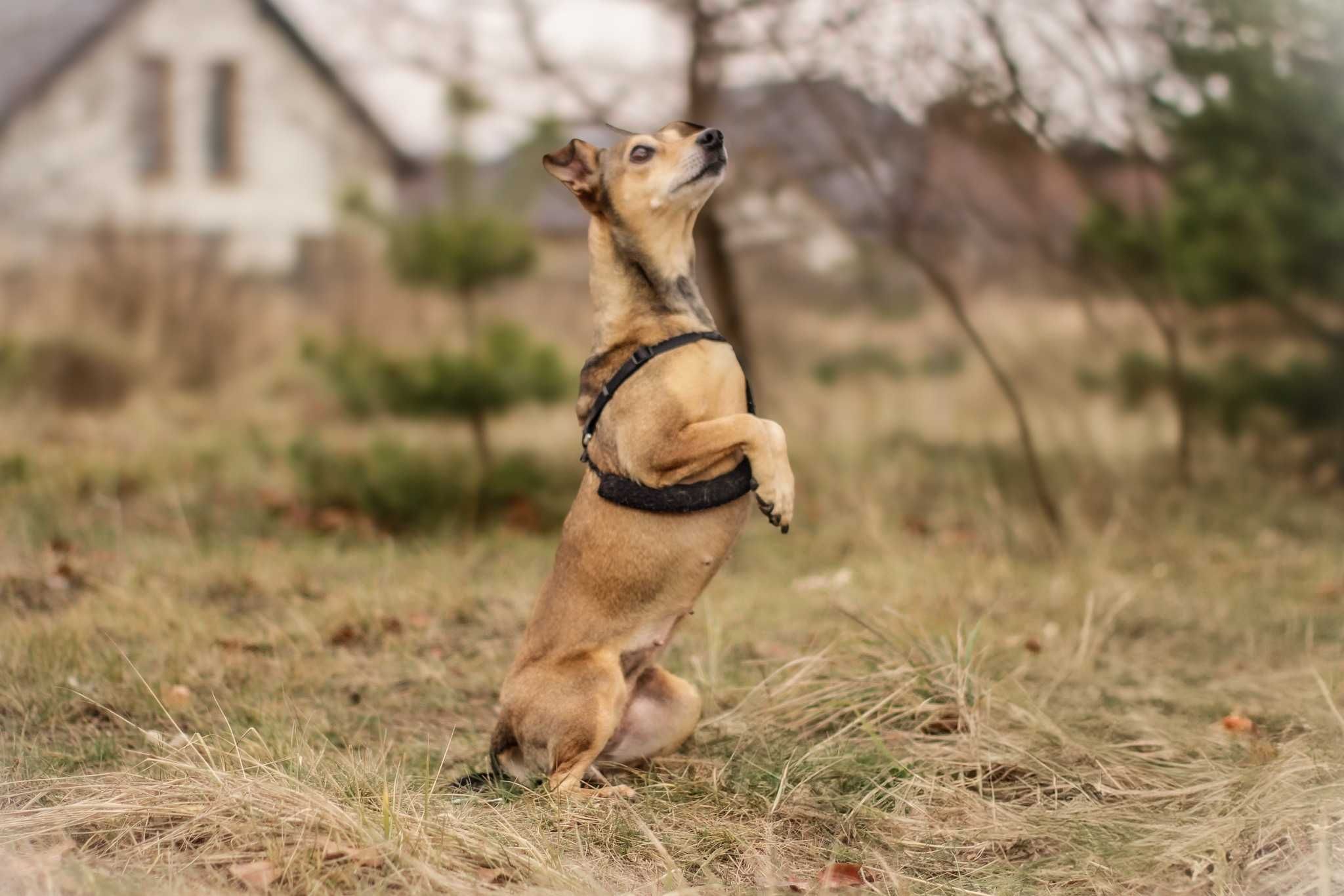 Neila ok.5 let.malutka, nakolankowa sunia do pilnej adopcji Dorcia Sav
