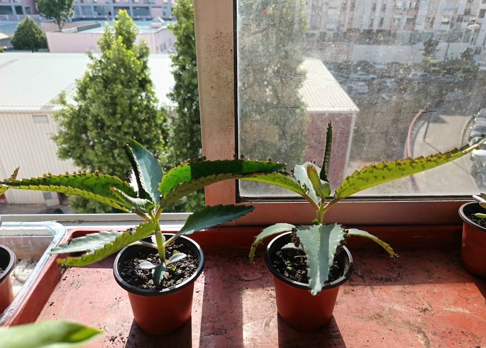 Planta Mãe de milhares