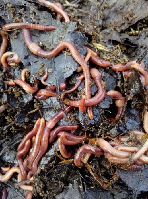 Семья калифорнийских червей для переработки органических отходов
