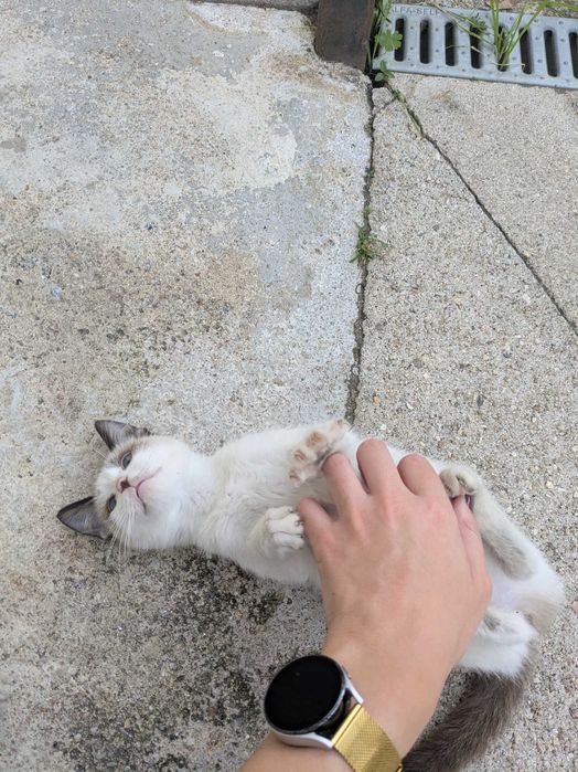 Gatinhos 5 meses muito mimalhos