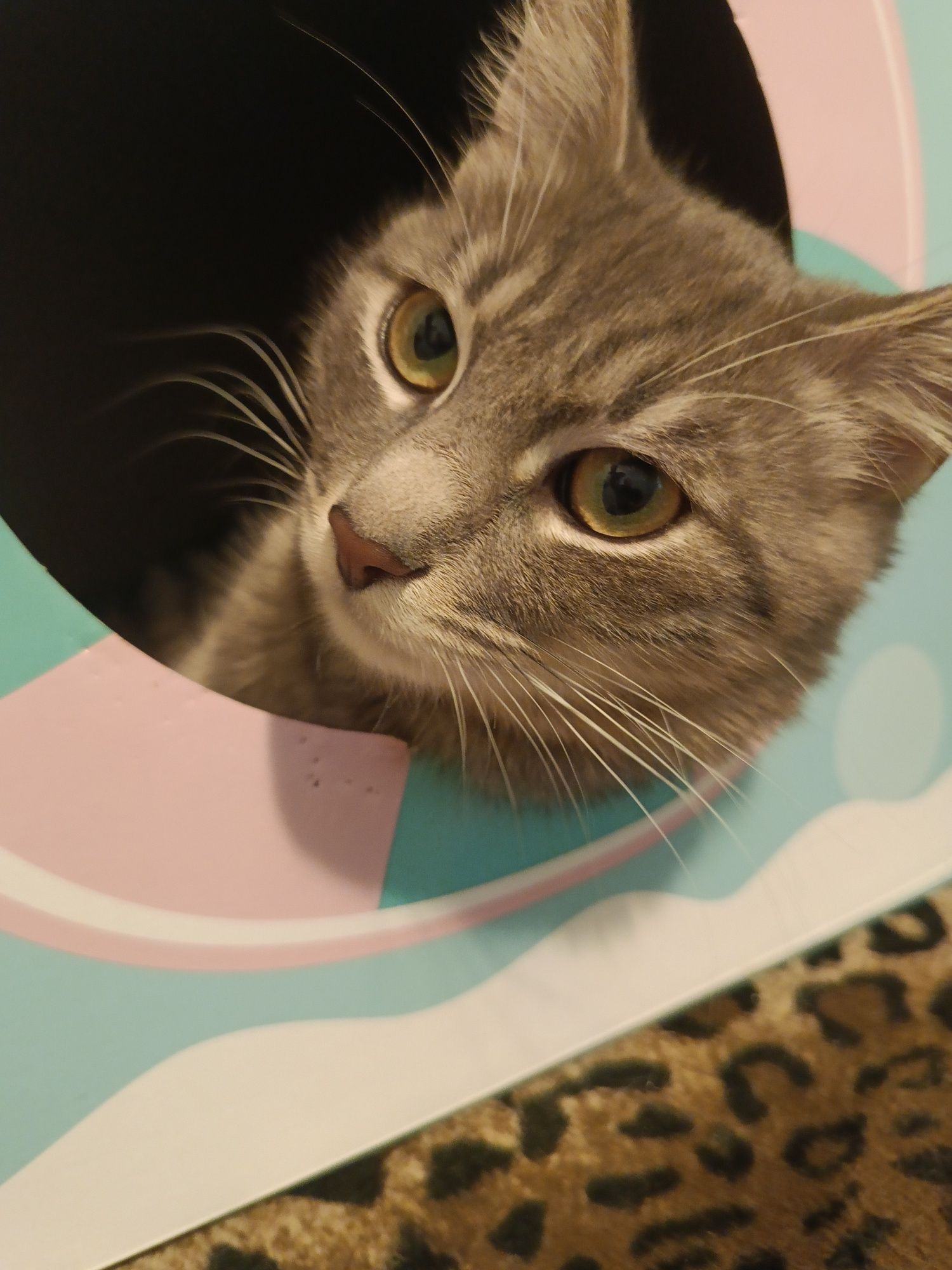 Roczny wykastrowany Silver do adopcji