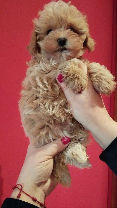 Maltipoo piesek rodowód