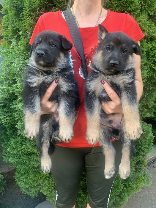 Продам цуценят Німецької вівчарки