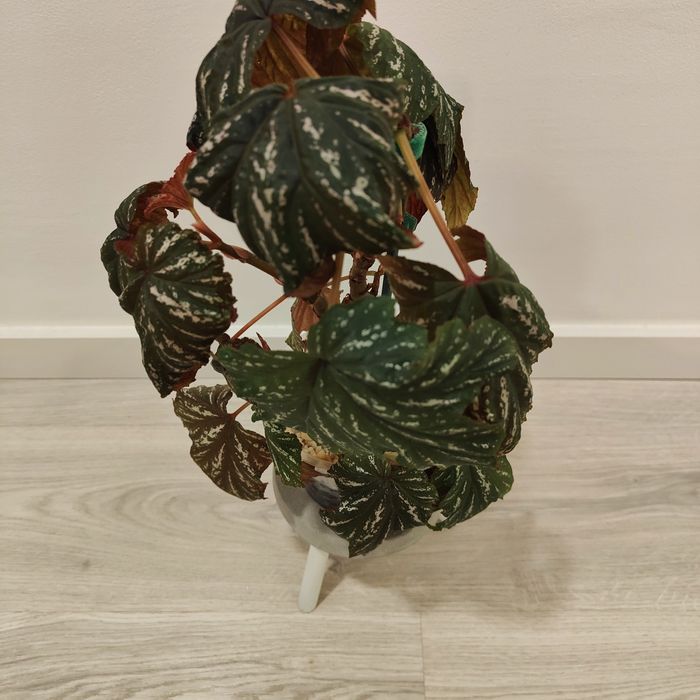 BEGONIA ACONITIFOLIA // planta interior