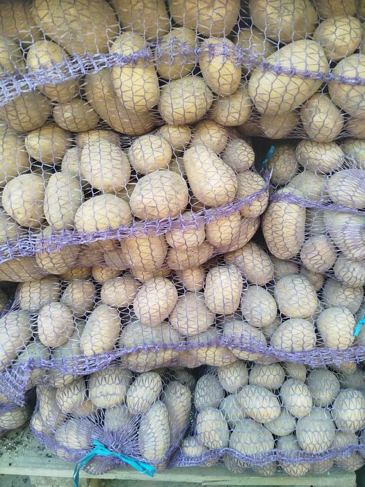 Домашня картопля