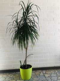 Драцена пальма dracena 130 см пальмочка квітка Зелень