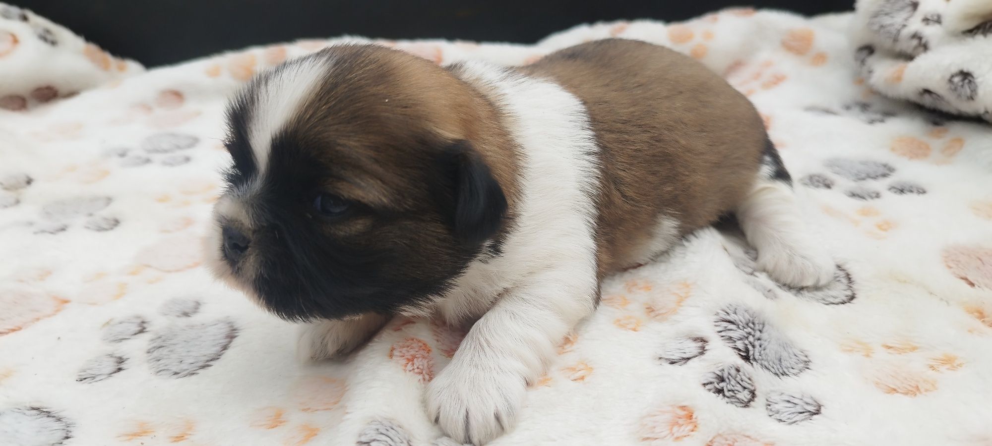 Piesek Shih Tzu do rezerwacji – tricolor