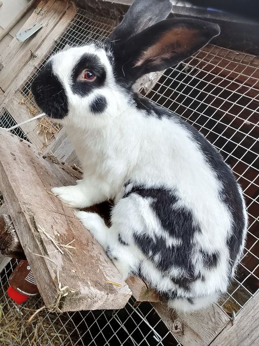 Samiec Olbrzym Srokacz czarny z rodowodem