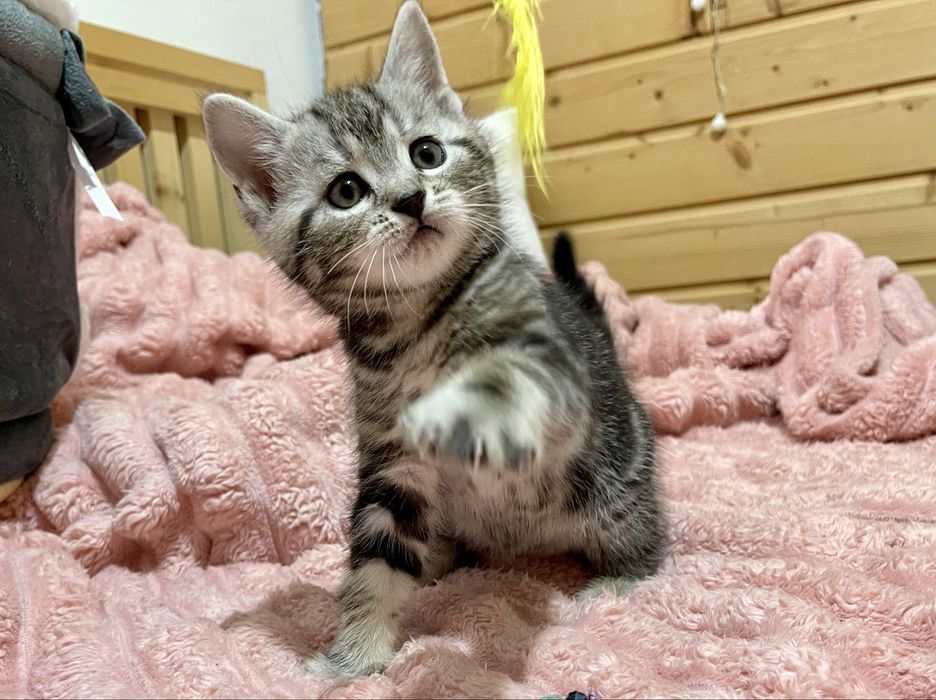 Маленьке кицинятко шукає друга